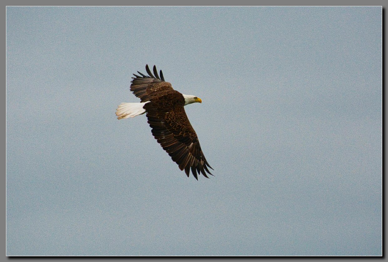 Bald Eagle